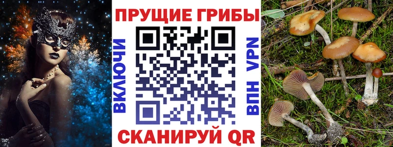 Купить где  Курск  Псилоцибиновые грибы мицелий 